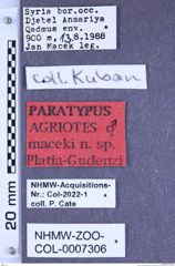 Etiketten zu Agriotes maceki (Platia & Gudenzi, 1997) (NHMW-ZOO-COL-0007306)